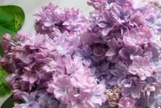 Сирень обыкновенная Маршал Конев Syringa vulgaris Marshal Konev