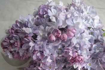 Сирень обыкновенная Маршал Конев Syringa vulgaris Marshal Konev
