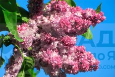 Сирень обыкновенная Маршал Малиновский Syringa vulgaris Marshal Malinovskij