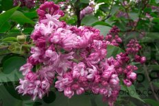 Сирень обыкновенная Маршал Баграмян Syringa vulgaris Marshal Bagramyan