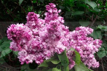 Сирень обыкновенная Маршал Баграмян Syringa vulgaris Marshal Bagramyan