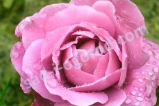 Роза флорибунда Дойче Велле Rose Deutsche Welle