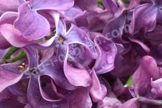 Сирень обыкновенная Темная Ночь Syringa vulgaris Temnaya noch