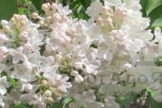 Сирень обыкновенная Петербурженка Syringa vulgaris Peterburzhenka