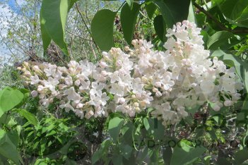 Сирень обыкновенная Петербурженка Syringa vulgaris Peterburzhenka