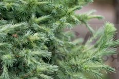 Лиственница японская Купидо Larix kaempferi Cupido