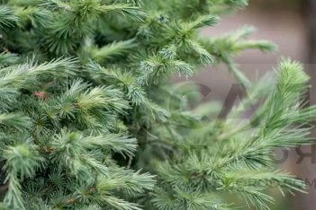 Лиственница японская Купидо Larix kaempferi Cupido