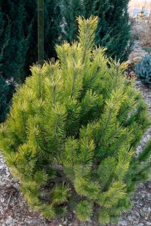 Сосна горная Голден Глоу Pinus mugo Golden Glow