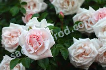 Роза плетистая Нью Доун Rose climbing New Dawn