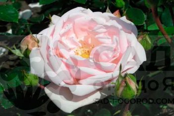 Роза плетистая Нью Доун Rose climbing New Dawn