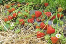 земляника садовая Кристин® Fragaria ananassa Christine