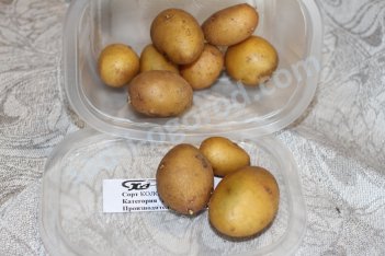 мини клубни Colombo семенной картофель