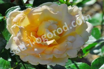 Роза плетистая Олд Голд Rose climbing Old Gold