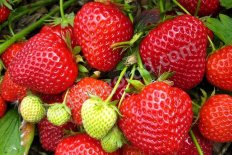 Земляника садовая Ямаска®