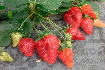 Земляника садовая Мальга Fragaria ananassa Malga