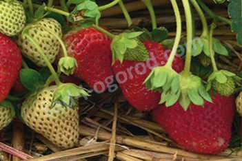 Земляника садовая Свит Ив®