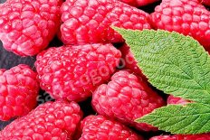 Малина ремонтантная Отм Треже Autumn Treasure®