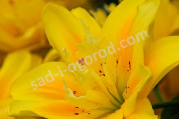 Лилия азиатская Фата Моргана Lilium Fata Morgana