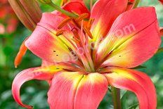 Лилия азиатская Форевер Саммер Lilium Forever Summer