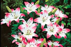 Лилия азиатская Лоллипоп Lilium Lollypop