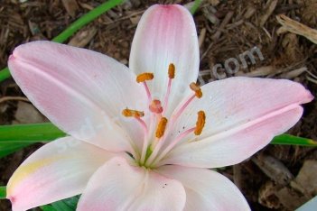 Лилия азиатская Марлен Lilium Marlene