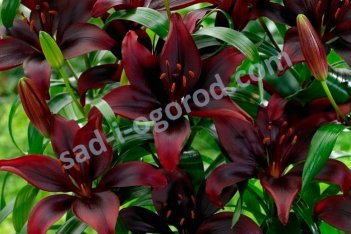 Лилия азиатская Мапира Lilium Mapira