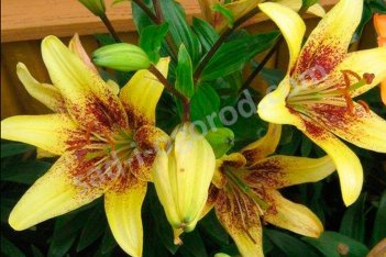 Лилия азиатская Лемон Стардаст Lilium Lemon Stardust / Latvia