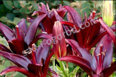 Лилия азиатская Ландини Lilium Landini