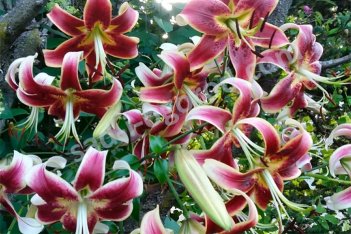 Лилия Шахерезада ОТ-гибрид Lilium Sheherazade