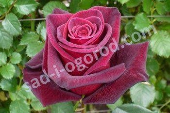 Роза чайно-гибридная Блэк Баккара Rose hybrid tea Black Baccara