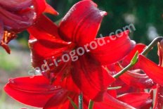 Лилия азиатская Ред Вельвет Lilium Red Velvet