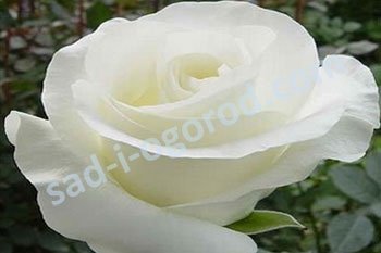 Роза чайно-гибридная Акито Rose hybrid tea Akito