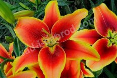 Лилия Авалон Сансет Lilium Avalon Sunset