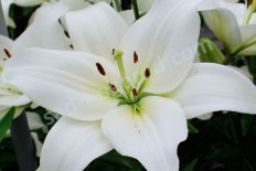 Лилия Навона Lilium Navona