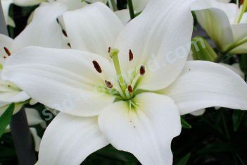 Лилия Навона Lilium Navona