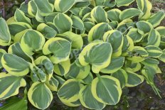 Хоста Майти Маус Hosta Mighty Mouse