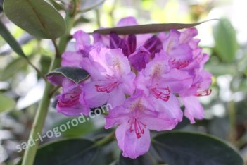 Рододендрон Катевбинский Rhododendron Catawbiense