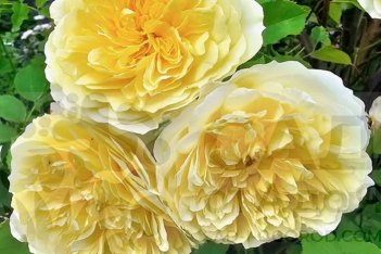 Роза английская Зе Пилгрим Rose The Pilgrim