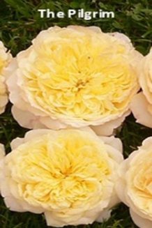 Роза английская Зе Пилгрим Rose The Pilgrim