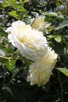 Роза английская Зе Пилгрим Rose The Pilgrim