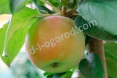 Яблоня Подснежник Malus domestica Podsneznik