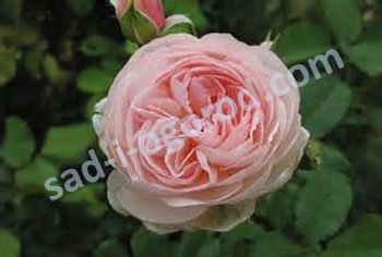 Роза английская Херитейдж Rose Heritage