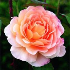 Роза английская Тамора Rose Tamora