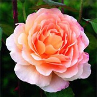 Роза английская Тамора Rose Tamora