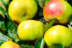 Яблоня Братчуд Malus domestica Bratchud