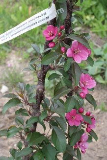 Яблоня декоративная колонновидная Малиновое ожерелье