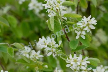 Amelanchier rotundifolia
