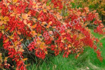 Барбарис амурский Berberis amurensis