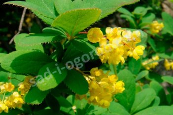 Барбарис амурский Berberis amurensis