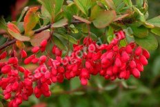 Барбарис корейский Berberis koreana